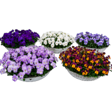 Violen in zinken schaal